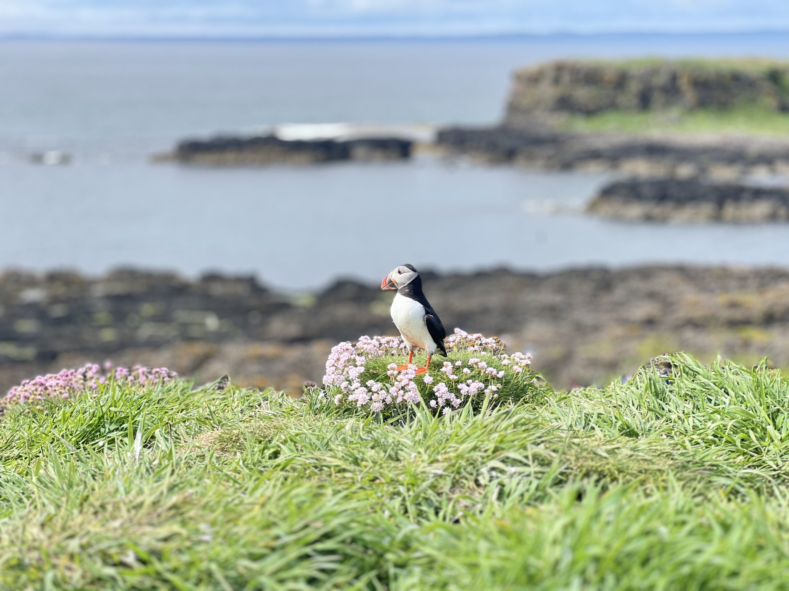 Puffins Galore: Discovering Isle of Lunga’s Bird Sanctuary in Scotland (From Oban)