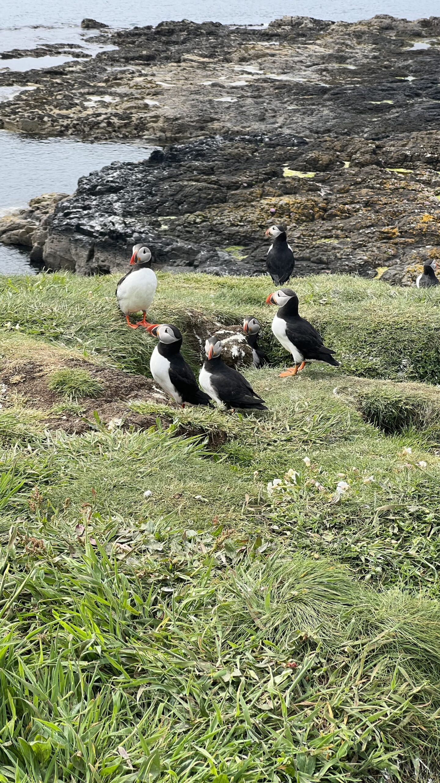 Puffins Galore: Discovering Isle of Lunga's Bird Sanctuary in Scotland (From Oban)