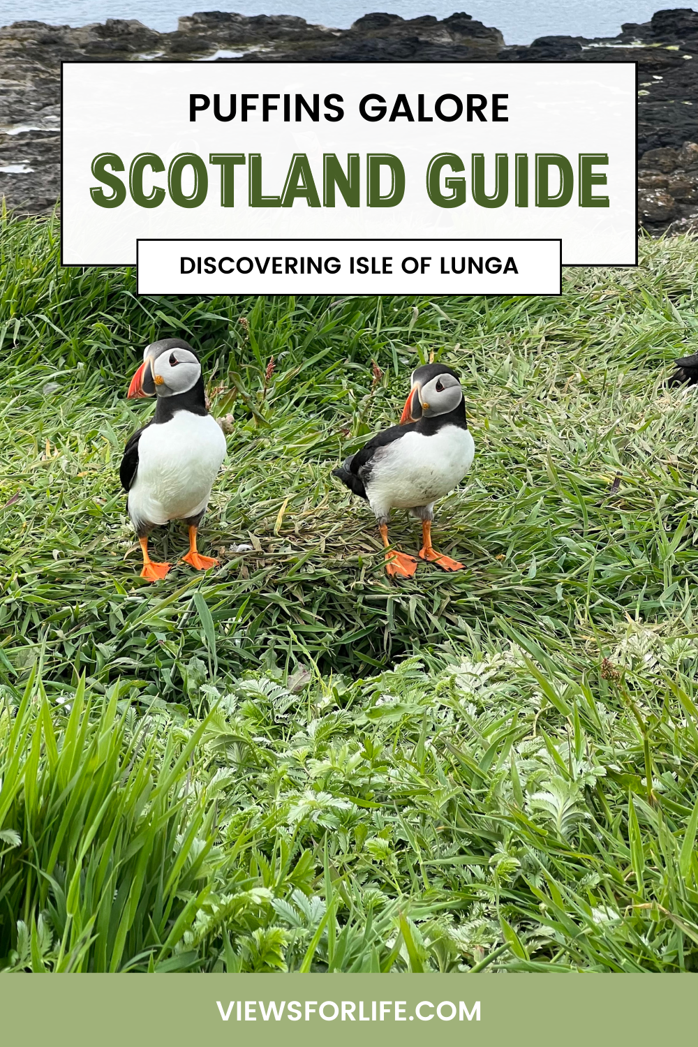 Puffins Galore: Discovering Isle of Lunga's Bird Sanctuary in Scotland (From Oban)