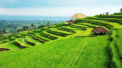 Travel to Jatiluwih rice terrace an epic culture of Subak Bali