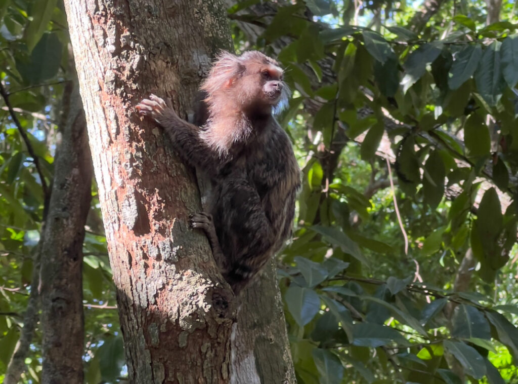 10 Of The Best Rainforest Retreats In Brazil