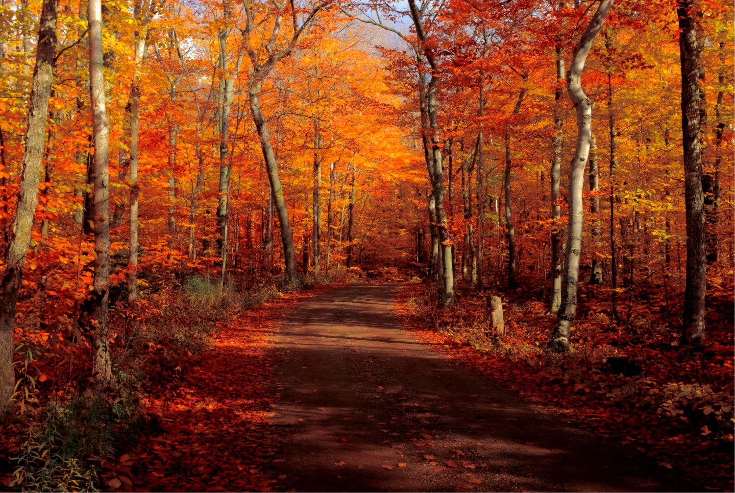 Fall foliage in Maryland